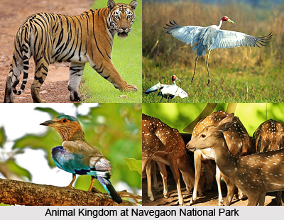 Navegaon National Park