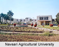 Navsari Agricultural University, Gujarat