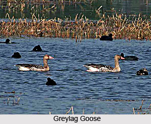 Nawabganj Bird Sanctuary, Uttar Pradesh