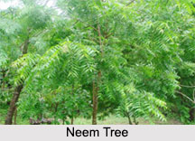 Indian Trees