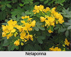 Nelaponna, Indian Medicinal Plant