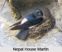 Nepal House Martin, Indian Bird