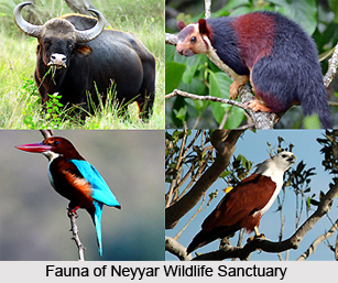 Neyyar Wildlife Sanctuary, Kerela