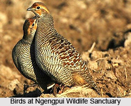 Ngengpui Wildlife Sanctuary, Aizawl, Mizoram