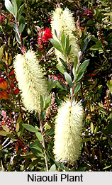 Niaouli Oil