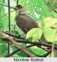 Nicobar bulbul, Indian Bird