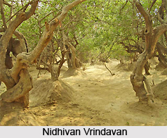 Nidhivan Vrindavan, Mathura, Uttar Pradesh