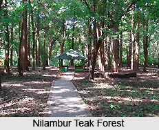Nilambur Teak Plantation, Malappuram District, Kerala