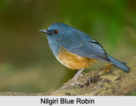 Nilgiri Blue Robin, Indian Bird