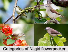 Nilgiri Flowerpecker, Indian Bird