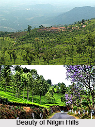 Nilgiri Hills, Tamil Nadu