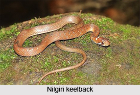 Nilgiri Keelback, Indian Reptile