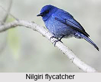 Nilgiri Flycatcher, Indian Bird
