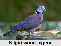 Nilgiri Wood Pigeon, Indian Bird