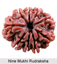 Nine Mukhi Rudraksha
