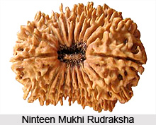 Ninteen Mukhi Rudraksha