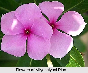 Nityakalyani, Indian Medicinal Plant