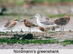 Nordmann`s Greenshank, Indian Bird