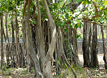 Nyagrodha
