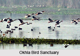 Okhla Bird Sanctuary, Delhi
