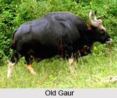 Mudumalai Wildlife Sanctuary