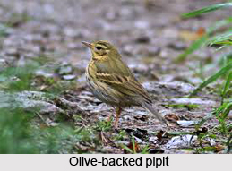 Olive-Backed Pipit, Indian Bird