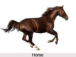 Omens Related to a Horse, Vastu Shastra
