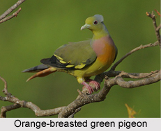 Orange-Breasted Green Pigeon, Indian Bird