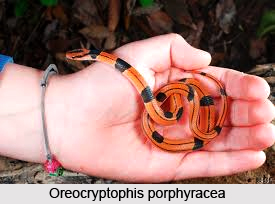 Oreocryptophis Porphyracea, Indian Reptile