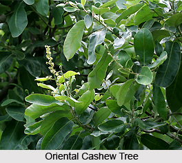 Oriental Cashew Tree, Indian Medicinal Plant