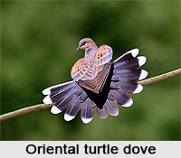 Oriental Turtle Dove, Indian Bird