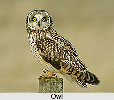 Omens Related to Birds, Vastu Shastra