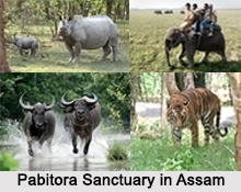 Pabitora Sanctuary, Assam