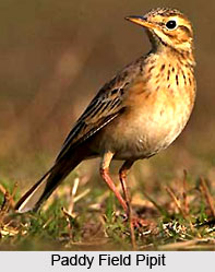 Sultanpur National Park and Bird Sanctuary, Haryana