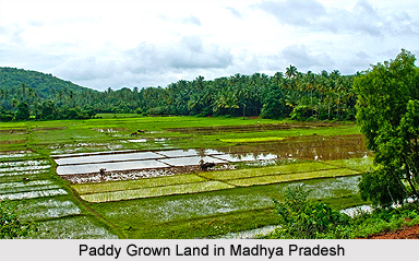 Crops of Madhya Pradesh