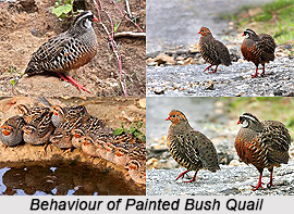 Painted Bush Quail, Indian Bird