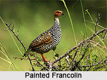 Painted Francolin, Indian Bird