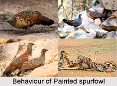 Painted Spurfowl, Indian Pheasant
