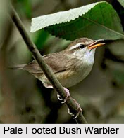 Pale-Footed Bush Warbler, Indian Bird