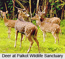 Palkot Wildlife Sanctuary, Jharkhand
