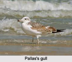 Pallas`s Gull, Indian Bird