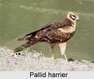 Pallid Harrier, Indian Bird