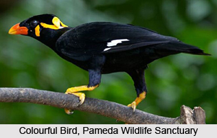 Pameda Wildlife Sanctuary, Dantewada District, Chhattisgarh