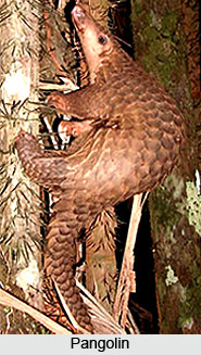 Pangolin, Indian Animal