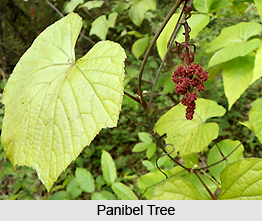 Panibel, Indian Medicinal Plant