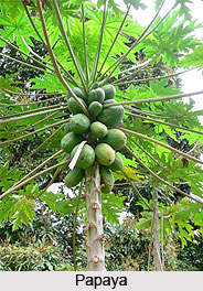 Papaya Tree, Indian Trees