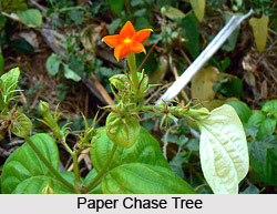 Paper Chase Tree , Indian Tree