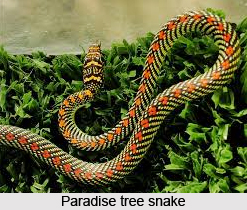Paradise Tree Snake, Indian Reptile