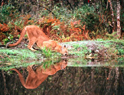 Tourist Places in and around Palakkad, Tamil Nadu