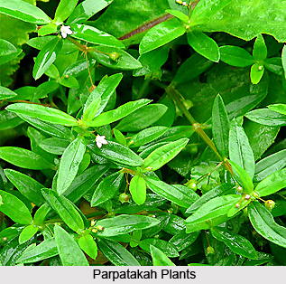 Parpatakah, Indian Medicinal Plant